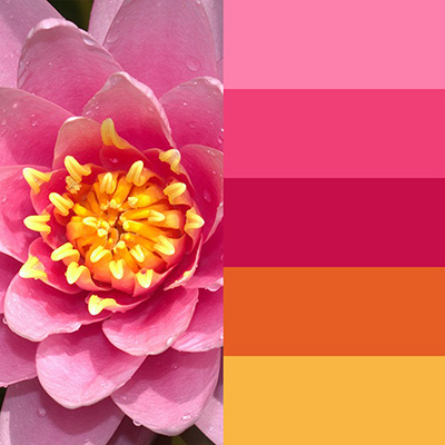 Pink, orange, and yellow water lily color inspiration