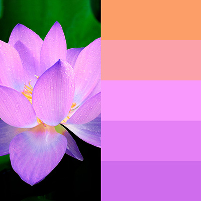 Water lily color inspiration chart