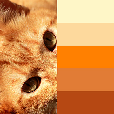 Orange tabby cat coloring inspiration chart