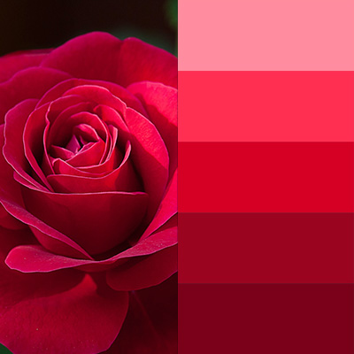 Red rose petals color theme