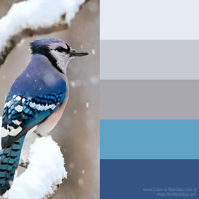 Winter blue color palette with Blue Jay and snow inspiration